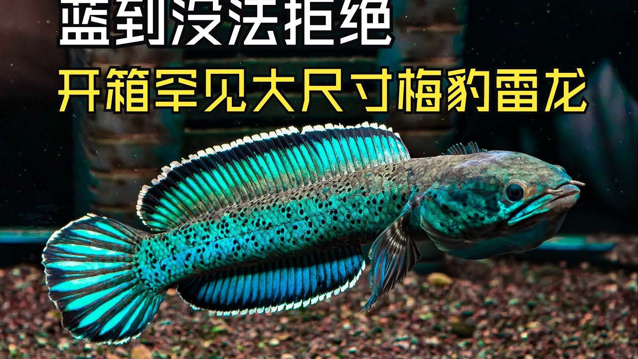 这么大梅豹雷龙能从印度到中国也是不容易，开箱极品大尺寸梅豹雷龙，蓝