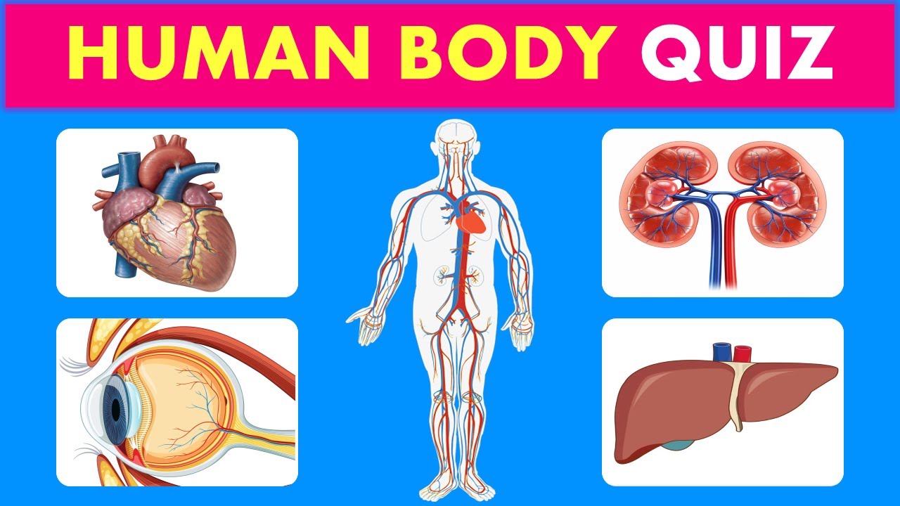 Can You Pass This Human Body Quiz?🧠 Take This 25-Question Anatomy Quiz ...