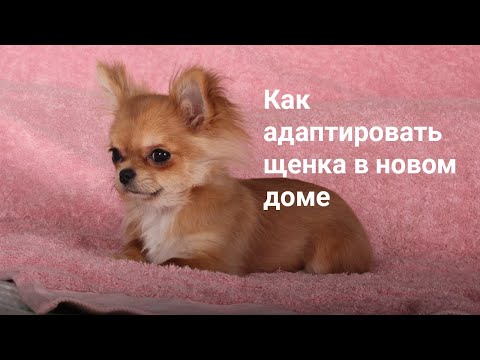 Как адаптировать щенка в новом доме?