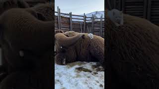 Mammoth and a kitty