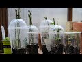 How to Root and Grow Roses from Cuttings Fast and Easy | Rose Propagation Part 1