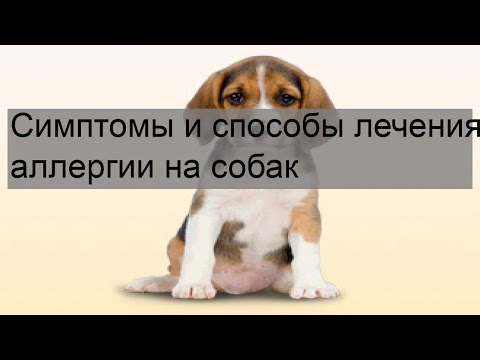 Симптомы и способы лечения аллергии на собак