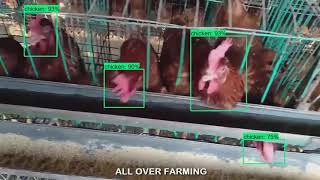 COOP.AI - Chicken Classification