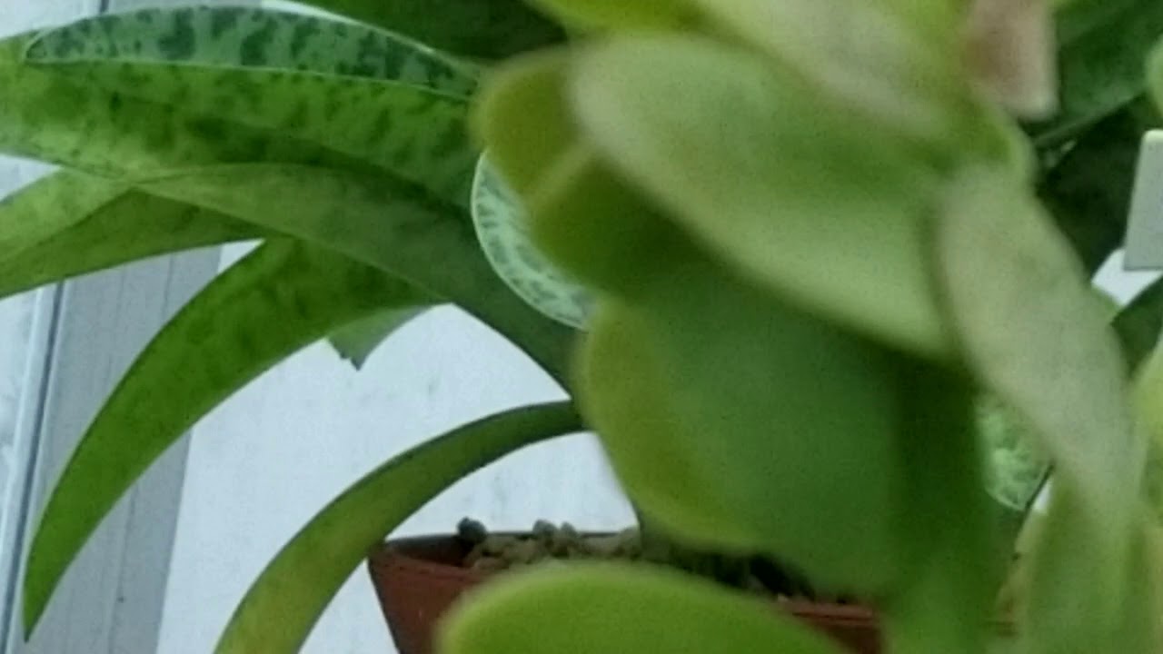 SENECIO JACOBSENII (TRAILING JADE) PLANT - TANZANIA, KENYA