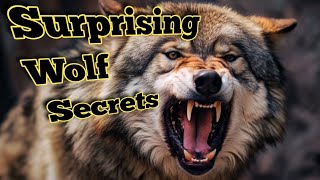 5 Surprising Wolf Secrets That Will Leave You Speechless An animal that amazed the world Documentary