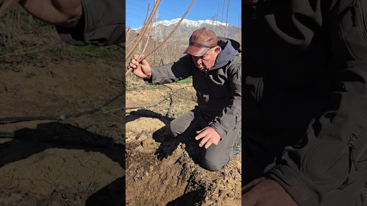 ГИЗОДИҲИИ ДАРАХТ ДАР ФАСЛИ ЗИМИСТОН.