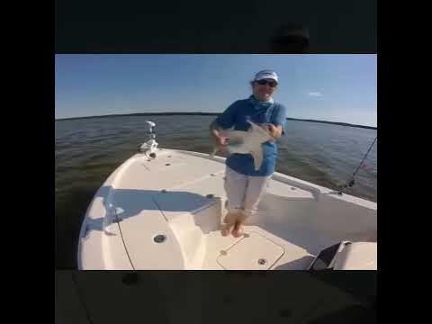 Tampa Bay Shark Fishing - YouTube