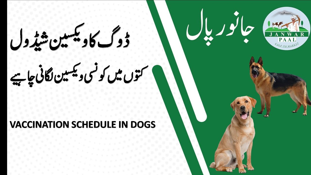 dog-vaccination-schedule-puppy-vaccination-schedule-german-shepherd