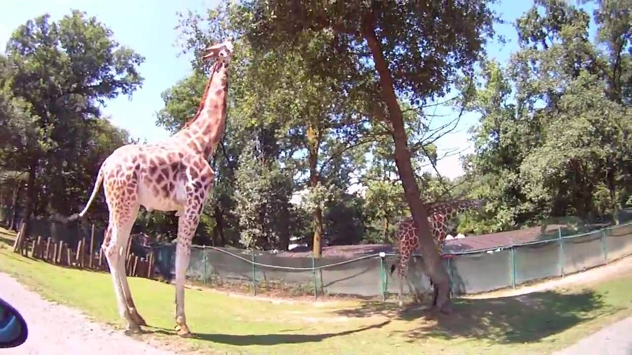 zoo safari pombia video