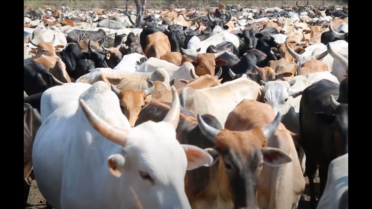 Wafugaji waondolewa kwenye hifadhi Lindi