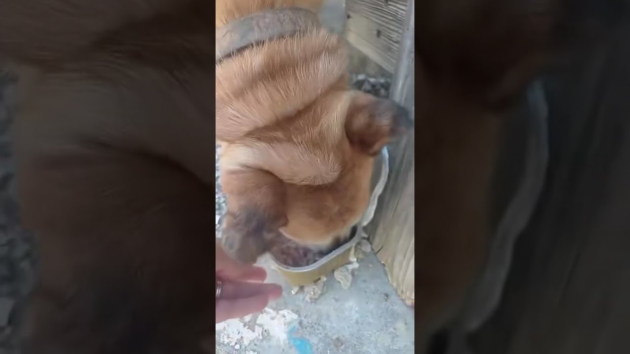 I Asked My Friend Elke To Send Me A Video So Could See What Condition The Dog Was In 