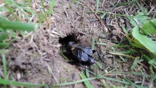 Field cricket (Gryllus campestris) chirping