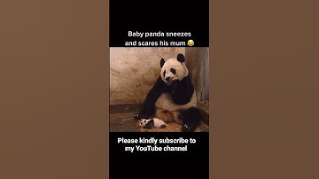 Baby panda sneeze and scares his mom. 🐼