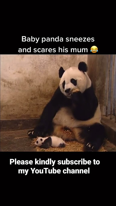Baby panda sneeze and scares his mom. 🐼