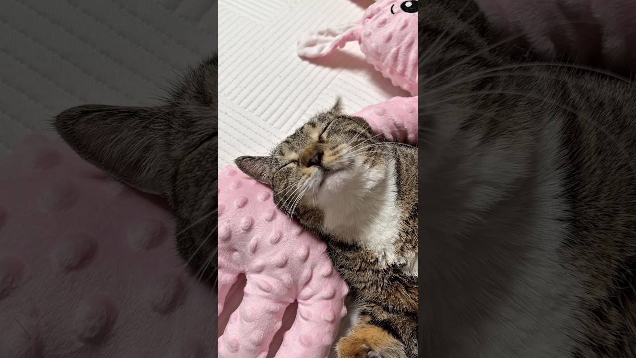 고양이 집사 필수템 썸네일
