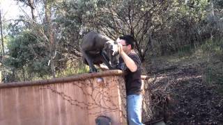 Great Dane Stuck! by Valerie Bryden 231 views 12 years ago 53 seconds