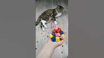 ⭕ Reverse Video 🐱 Funny video ASMR #reverse #funny #funnyvideo #asmr