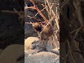 ヤンチャで元気なパンチ君🙉