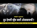 म्हैस पालन व्यवसाय करायचा आहे तर हा व्हिडिओ पहा! Murrah Buffalo Dairy Farming । Great Maharashtra