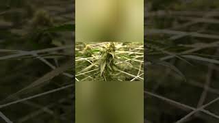 quick tour of the pheno hunt tent.