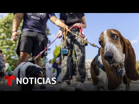 Video: Perros oficiales del estado de los EE.UU.