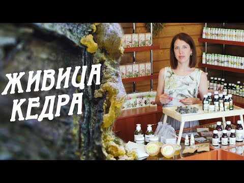 Живица кедровая - использование в фитотерапии