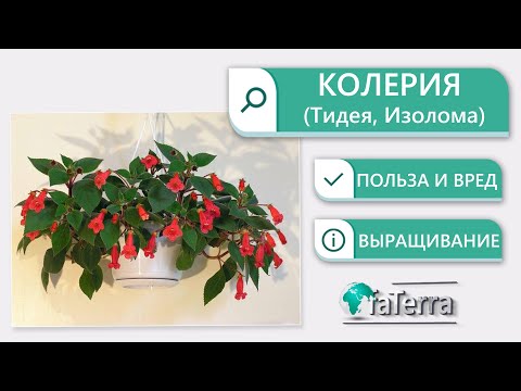 Колерия уход в домашних условиях. Можно ли дома держать это растение?