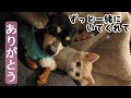 虹の橋を渡ってしまった愛犬バンビが残してくれた大切なもの　