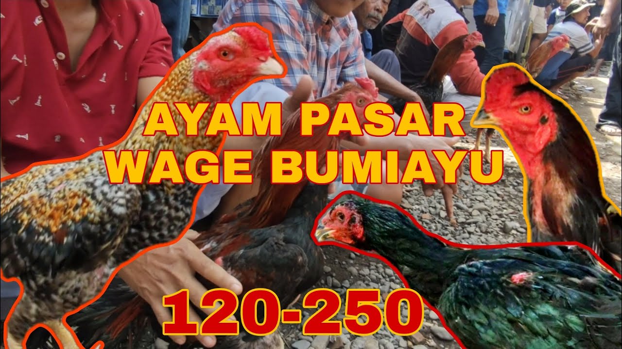 Ayam BANGKOK JALI dipasar WAGE BUMIAYU