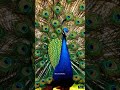 #Wildlife #Shorts The Sweetest Bird Song in the Forest #Birds #Nature