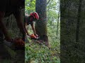 Abattage chêne de belle qualité #bucheron #stihl #chainsaw #boisdechauffage #wood #ms500i  #chene