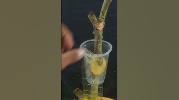 New method How To Grow Mango Tree Cutting In A Potato #gardening #mangotrees #fruittree