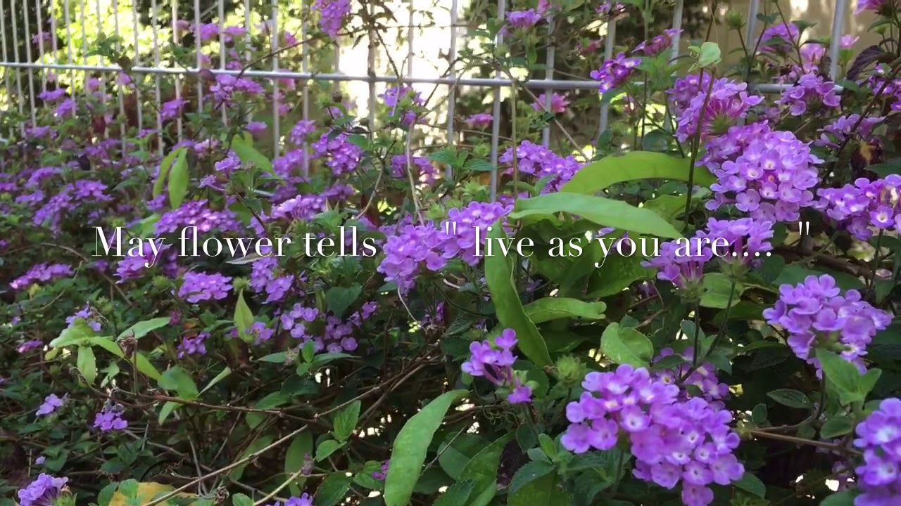 May flower Message YouTube