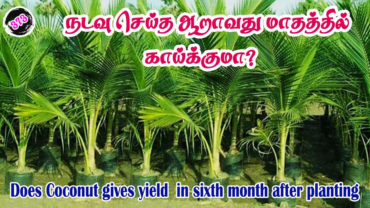 Does Coconut gives yield in sixth month after planting YouTube