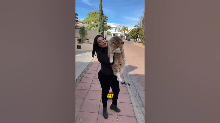 Video 11676631: maine coon cat breed, maine coon cat facts, big maine coon cat, maine coon cat funny, mainecoon pets, cat lion