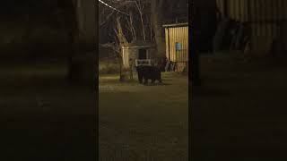 #shorts #bear #fyp #fypage #fypシ゚ #fypyoutube #shortsfeed #bears #shortvideo #shorts