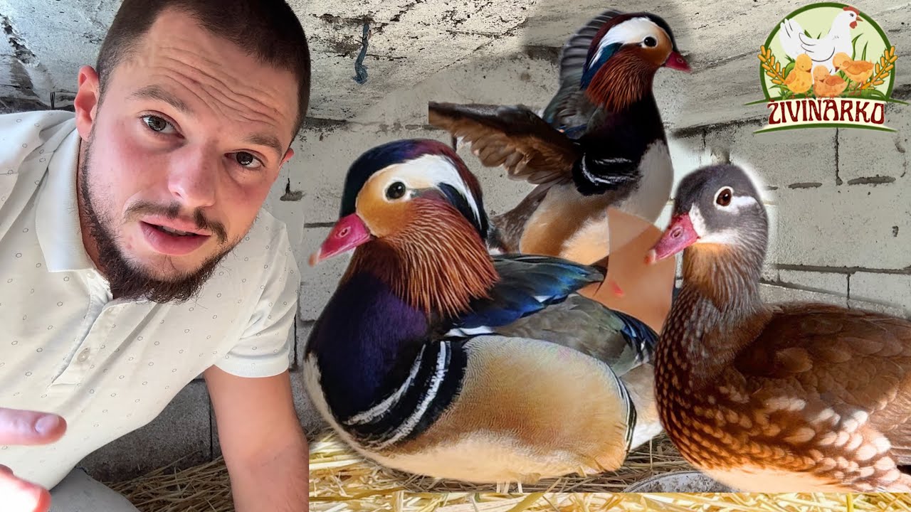 Najlepše patke na svetu su stigle! 🦆