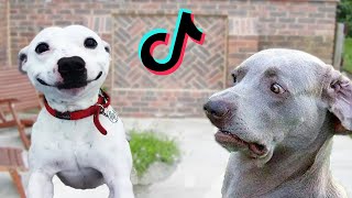 Funny Animals TikTok Compilation - Try Not To Laugh
