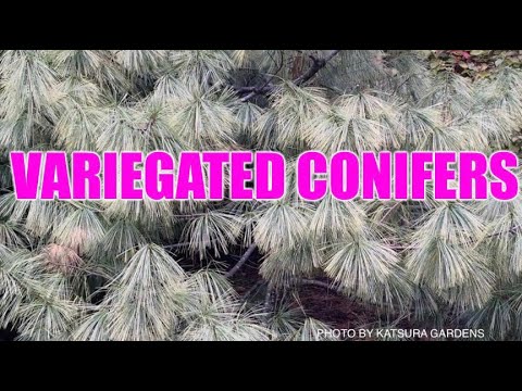 Video: Variegated naaldboomvariëteite: kweek naaldbome met bont blare