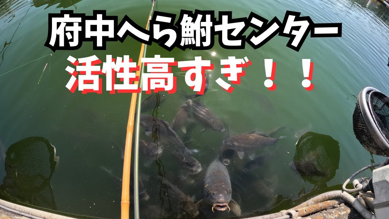 足元のへらは最盛期のような高活性‼️府中へら鮒センター【ヘラブナ