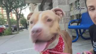 SACHI A1085740 3 y/o male STRAY