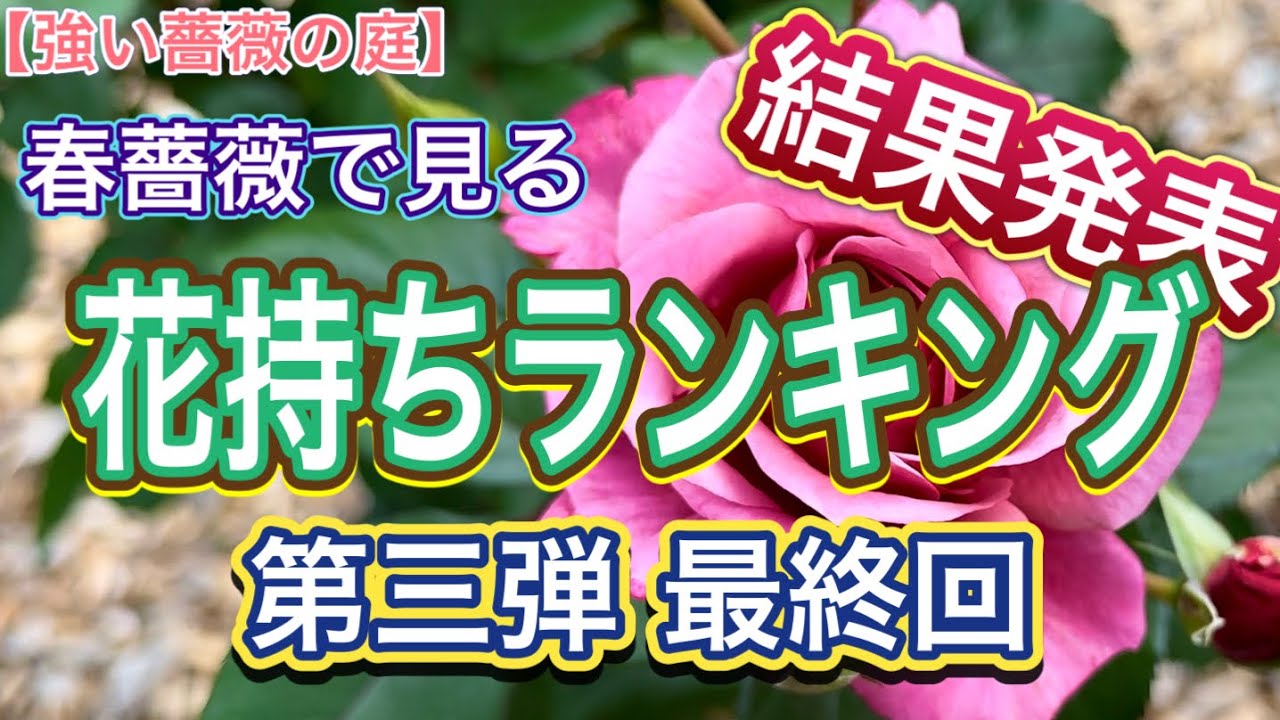 Garden of Resilient Roses】Long-Lasting Beauty! Spring Rose