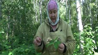 ЕЖЕВИКА || Полезные свойства и применение