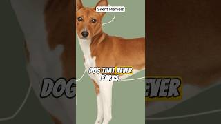 Silent Marvel: Meet the Basenji #dog #shortfeed #doglovers #shorts #short #viral #ytshorts #dogs