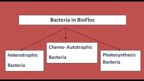 Role of Bacteria in BioFloc, nitrifying bacteria, denitrifying bacteria