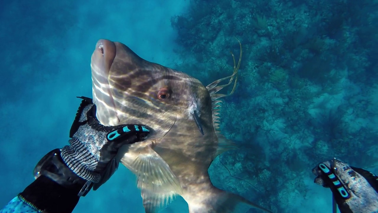 Bahamas Spearfishing 2016 2017 YouTube Bahamas Spearfishing 2016 2017 YouTube