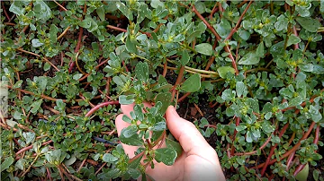 Is purslane weed safe to eat?