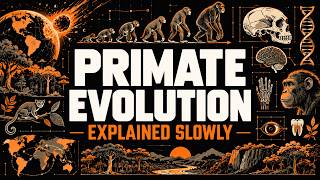 The Entire History of Primate Evolution Explained Slowly (For Sleep)