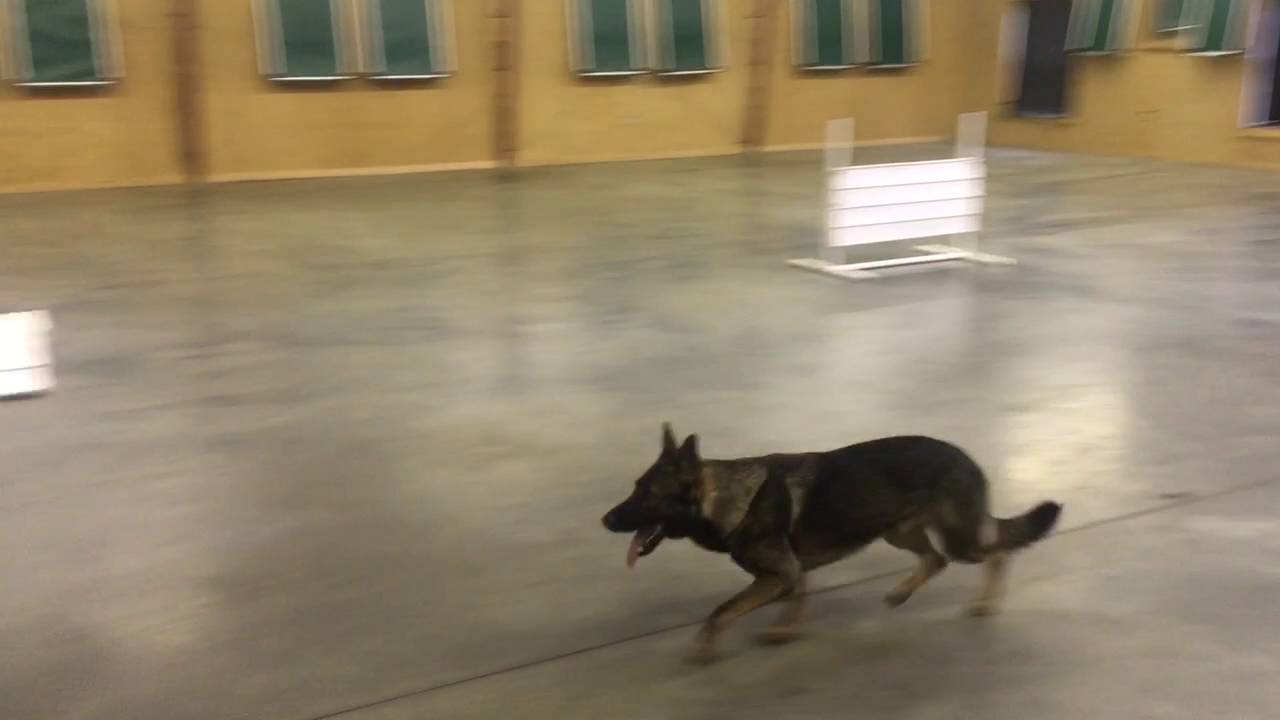 obedience to authority Open Obedience (CDX) Practice Routine