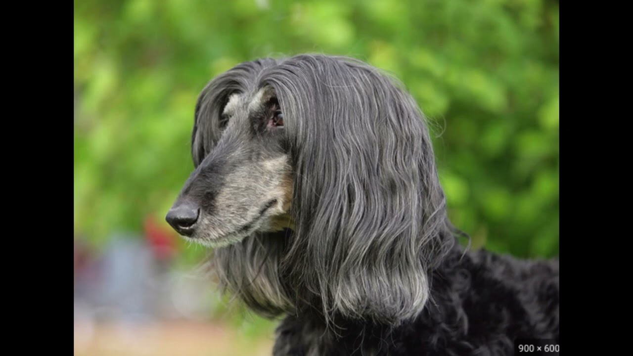 Most annoying radio ad